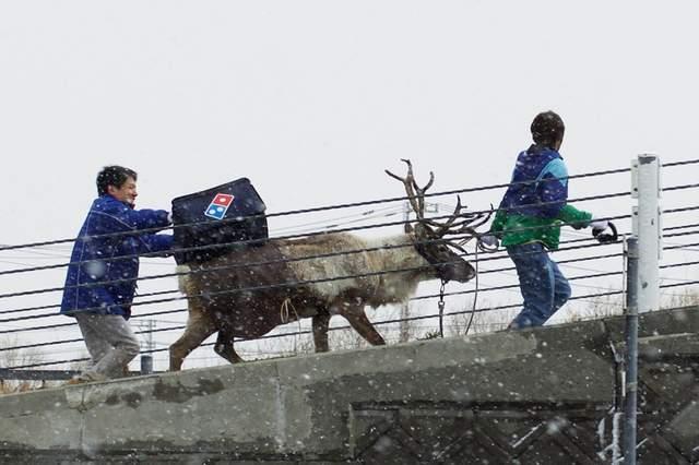 代表圣诞老人给您送披萨啦，日本推出驯鹿送外卖活动！ 动漫资讯 第2张