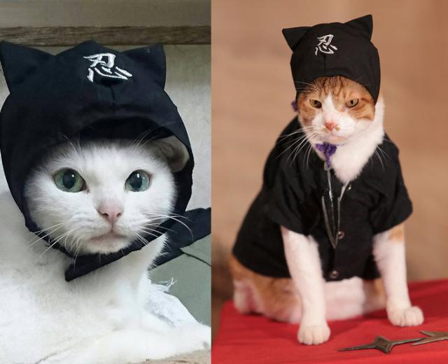《猫侍》玉之丞友情出演《猫忍》